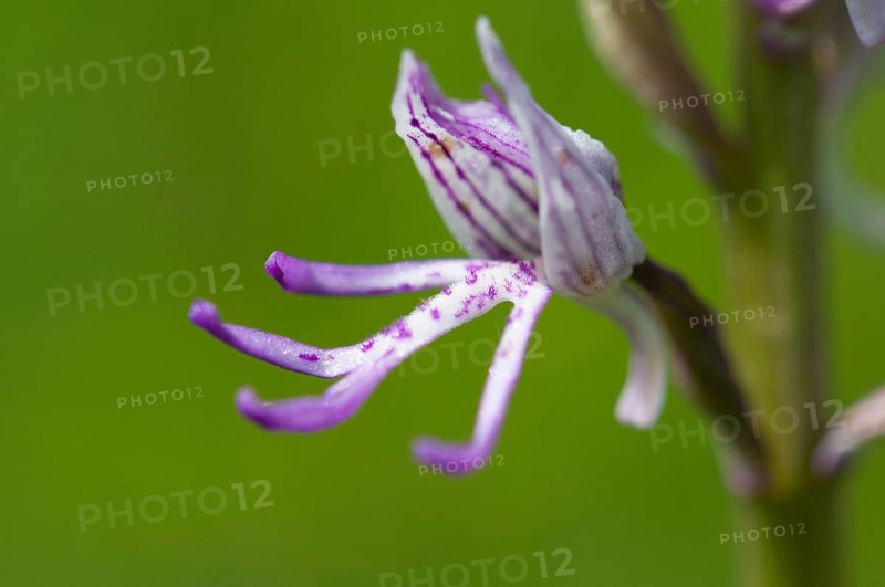 (Orchis simia)