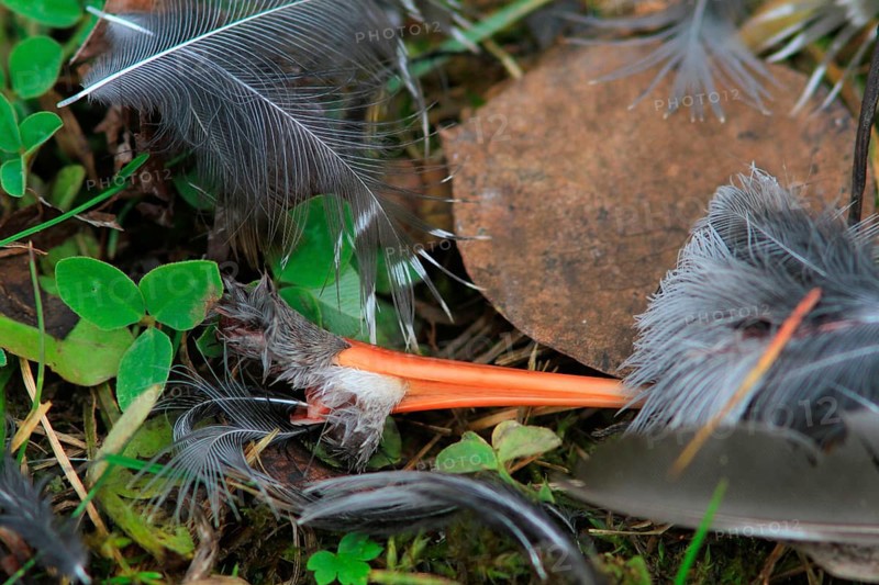 Plucking