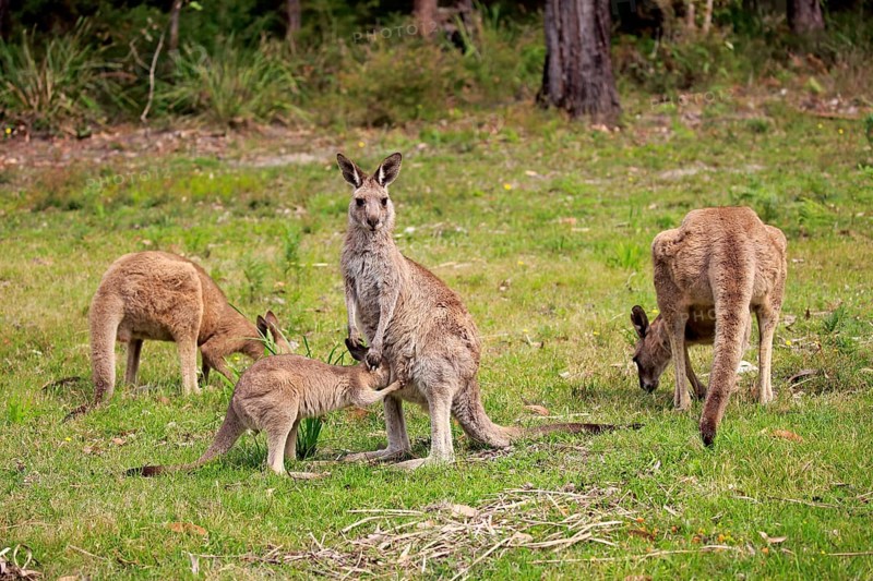Eastern grey kangaroo