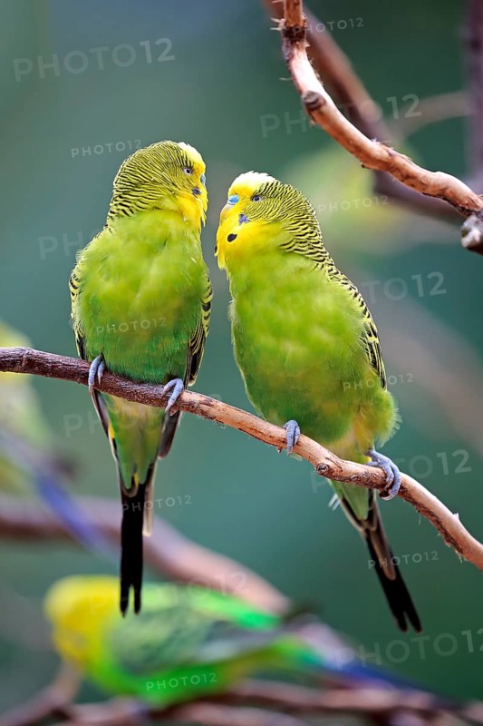 Budgerigar
