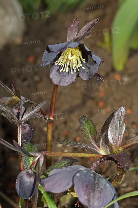 Black Christmas Rose