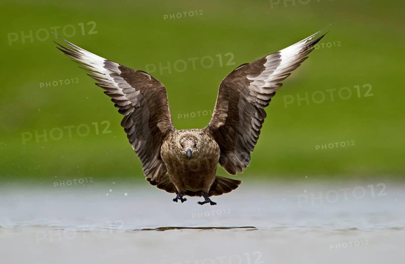 Great Skua