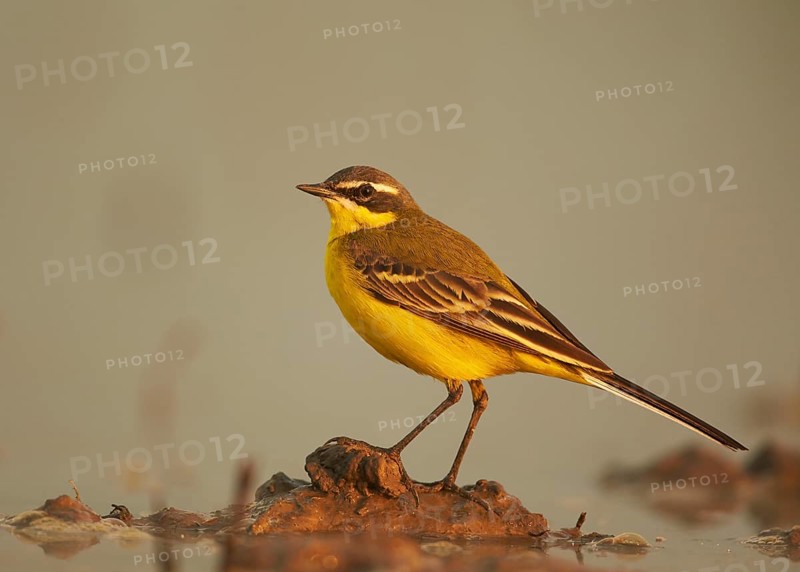 Blue-headed Wagtail