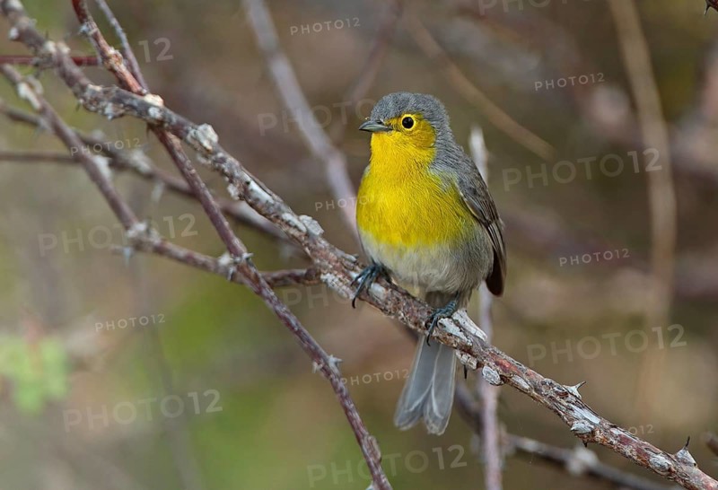 Oriente Warbler