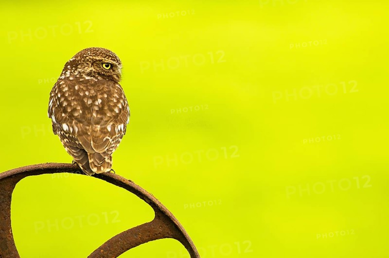 Little Owl