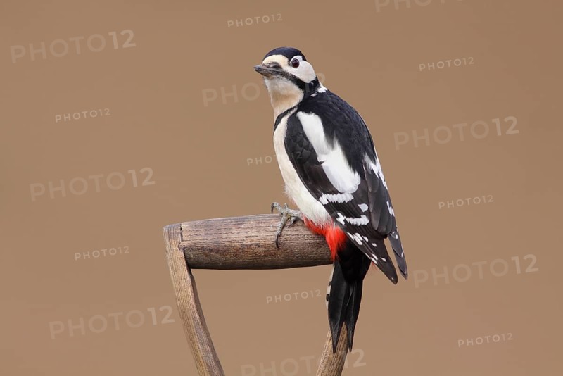 Great Spotted Woodpecker