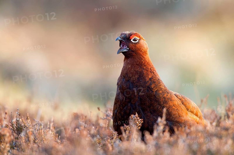 Red Grouse