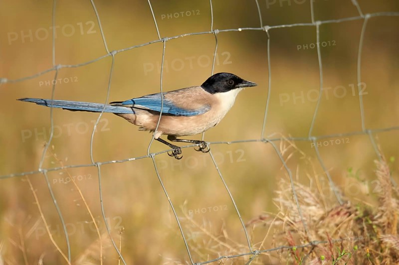 Azure-winged Magpie