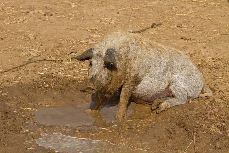 Mangalitsa pig wallows in the mud