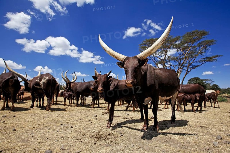 Domestic cattle