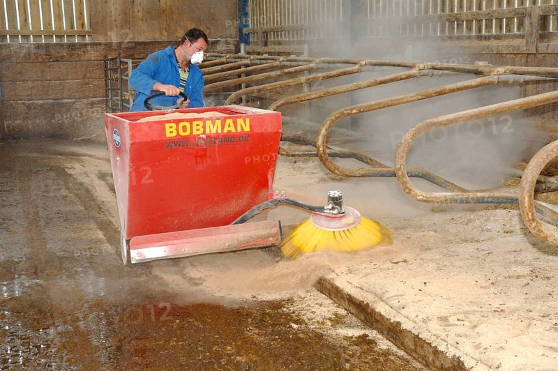 Sweeping sawdust and muck from back of cattle cubicles