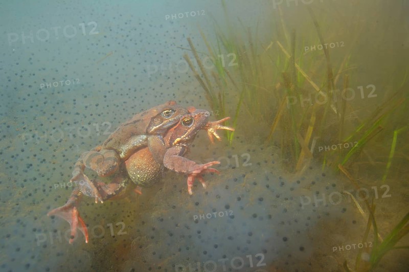 Common common frog