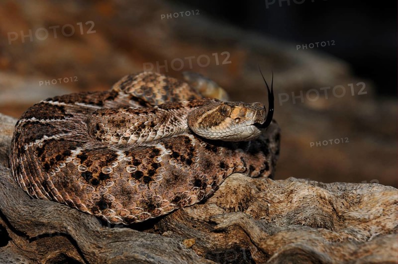 Western Diamondback Rattlesnake