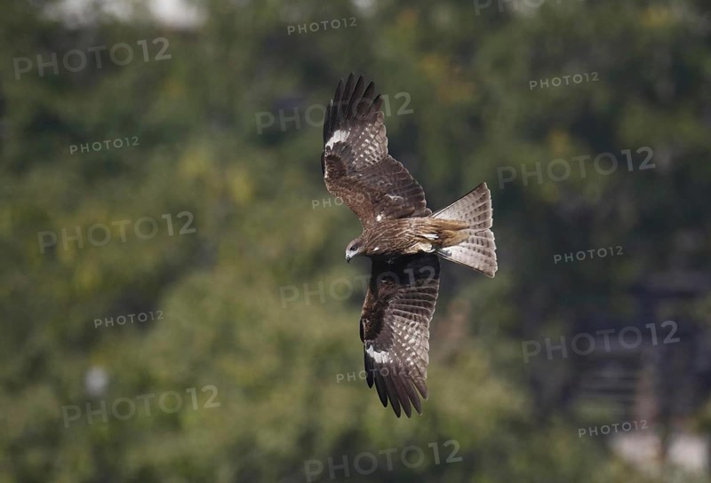 Black-eared Kite
