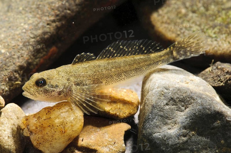 Adult bullhead