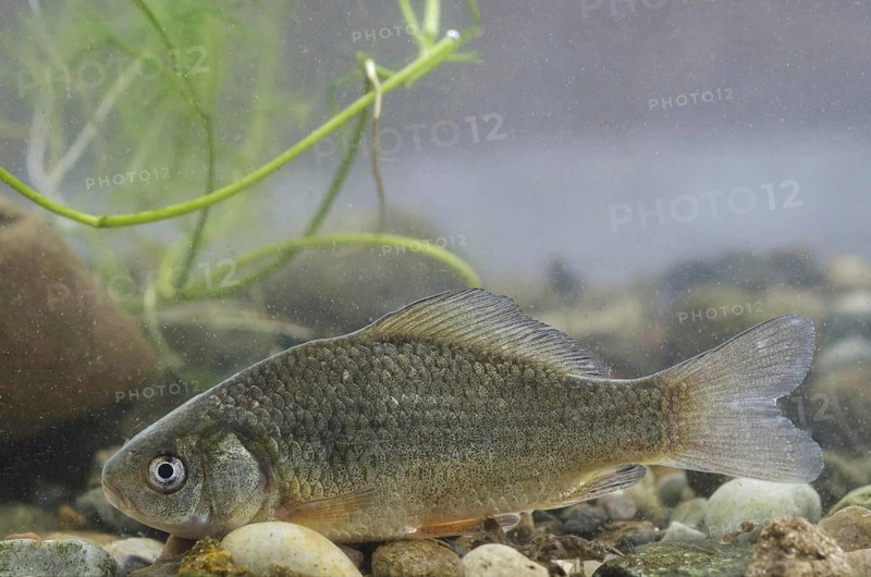 Crucian Carp