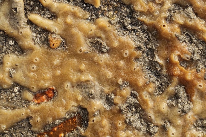 Breadcrumb Sponge