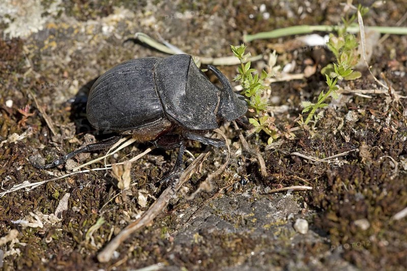 Horned Dung Beetle