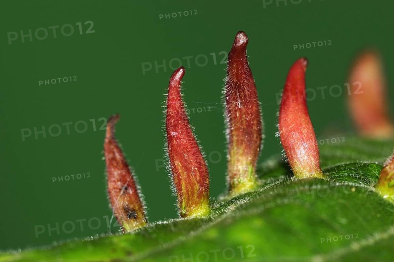 Bugle gall
