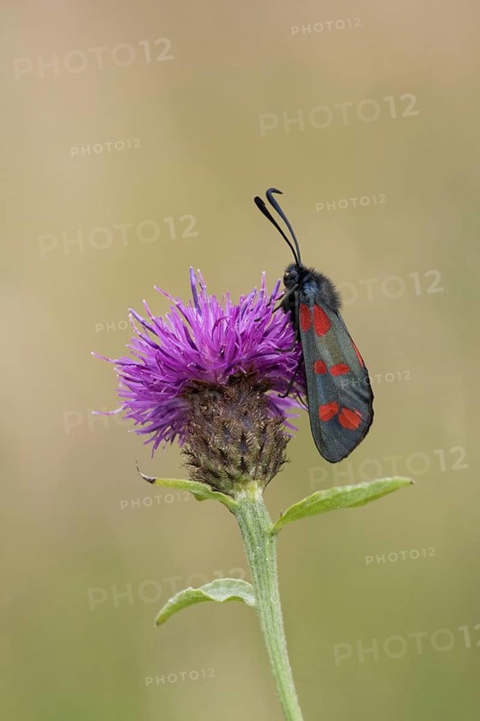 Six-spot Burnet