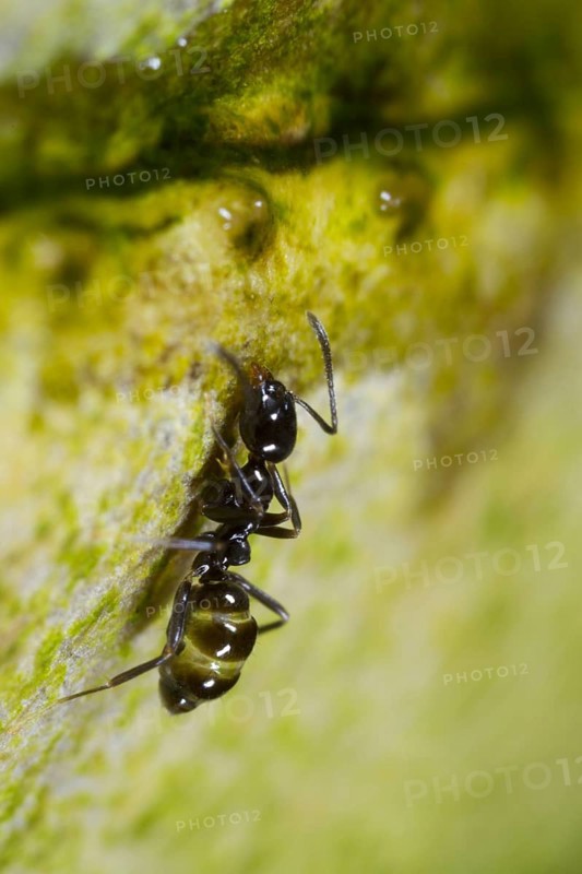 Ant