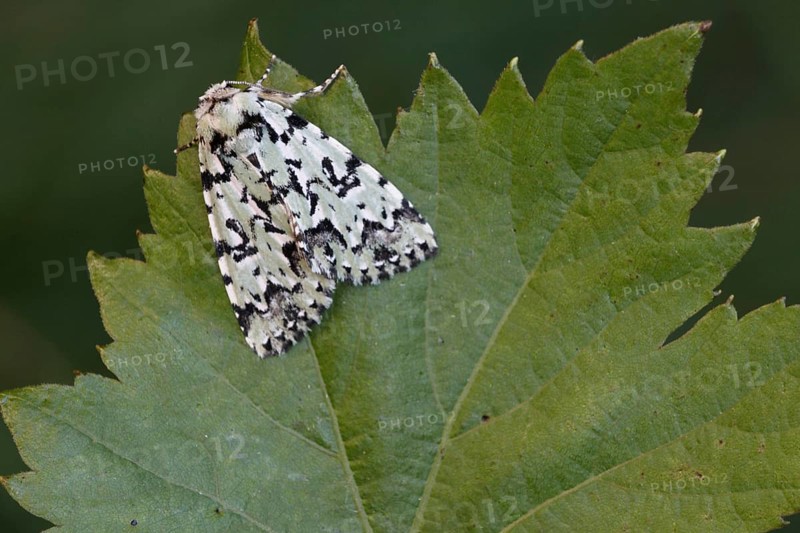Scarce merveille du jour