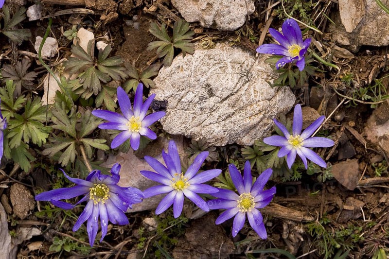 Grecian windflower