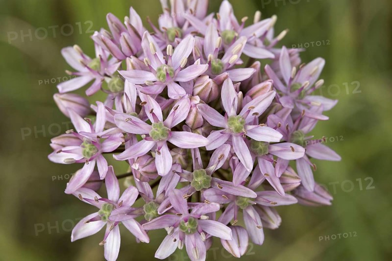Black black onion