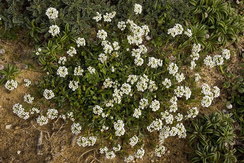 Beach silverweed