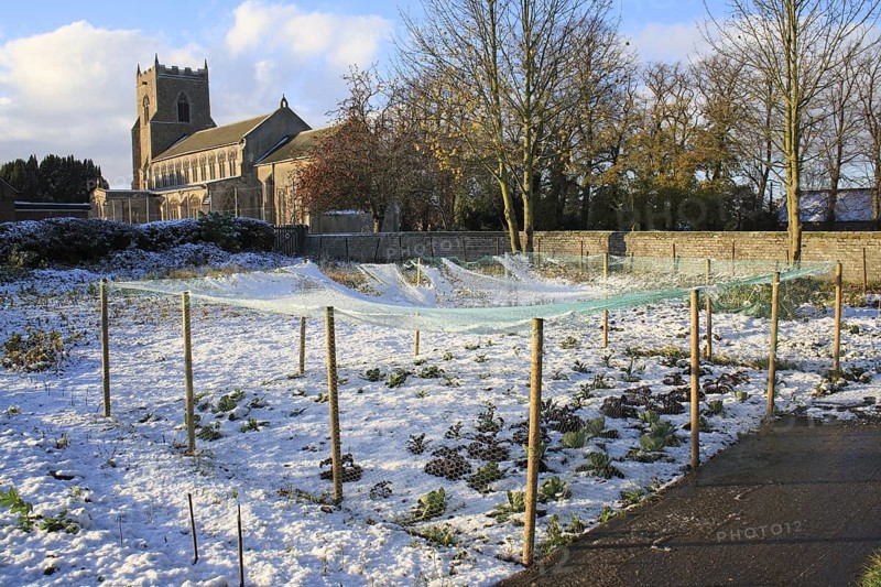 Brassicas under netting in snow covered village allotments