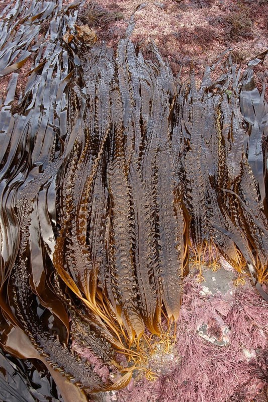Sea belt