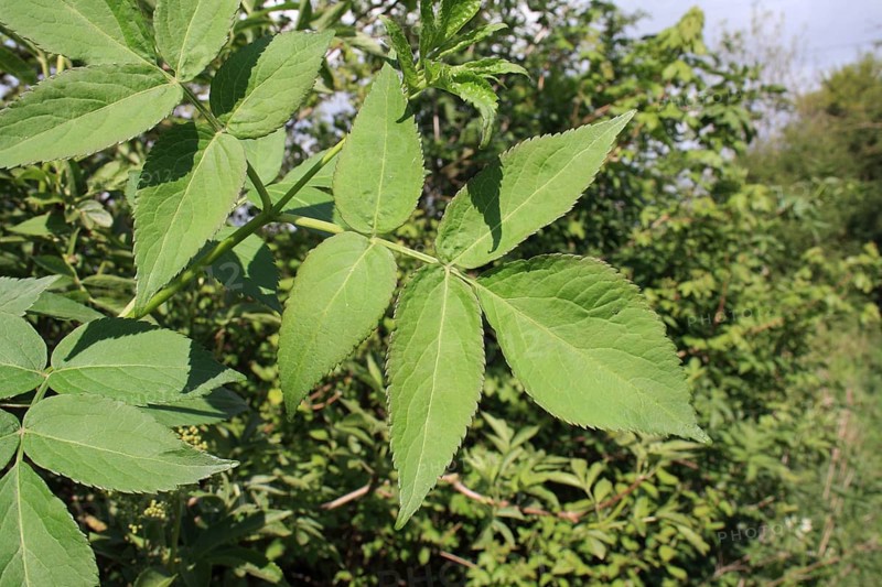 Elder