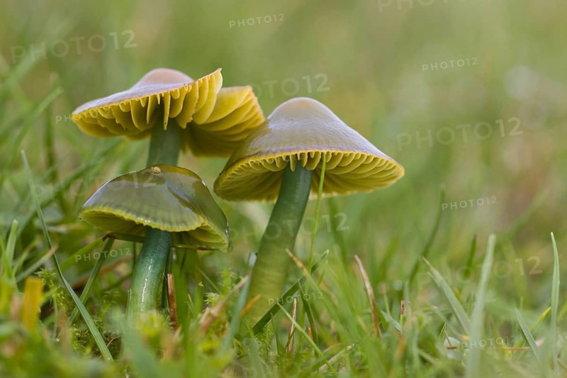 Parrot Waxcap
