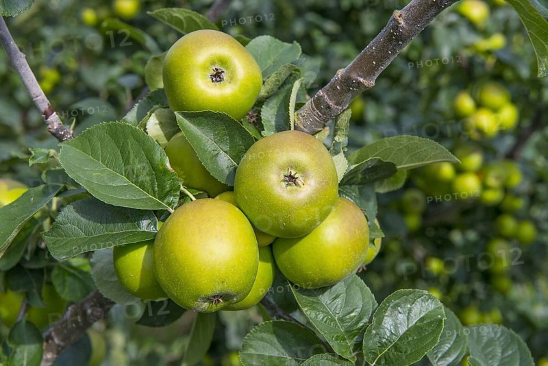 Cultivated Apple
