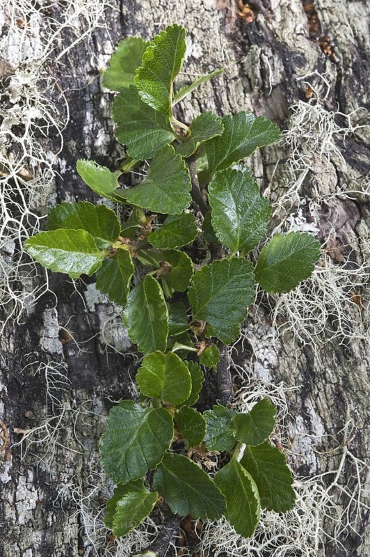 Lenga beech