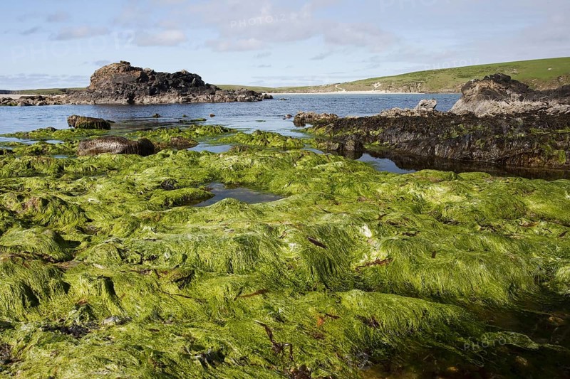 Rocky coast with rock pools at low tide