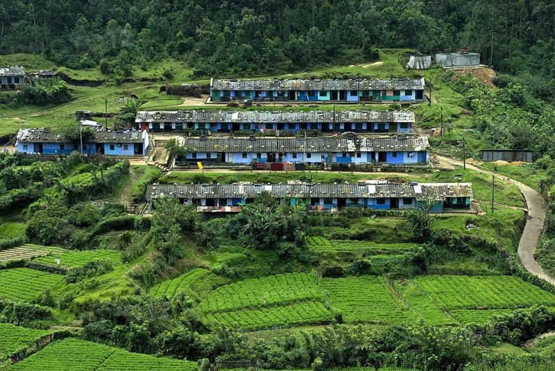 View of tea plantation workers living on the hillside