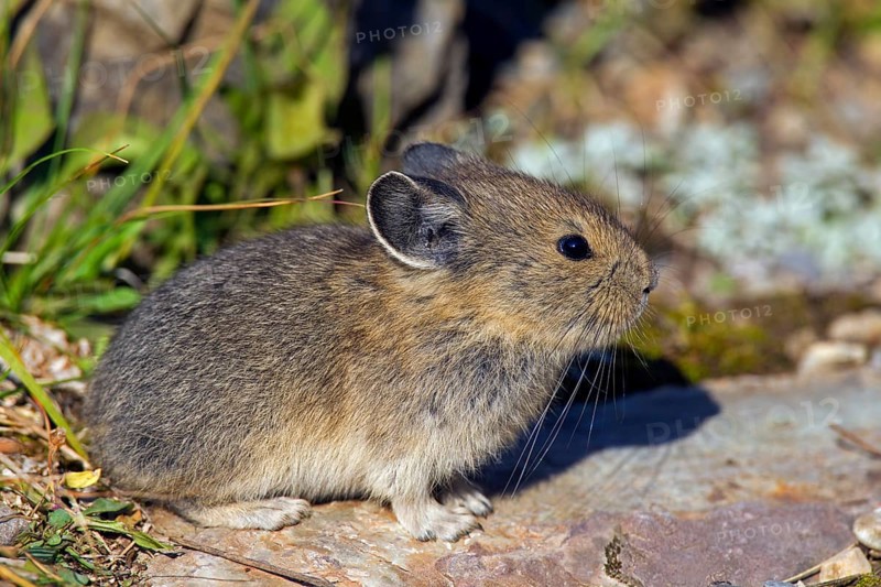 American pika