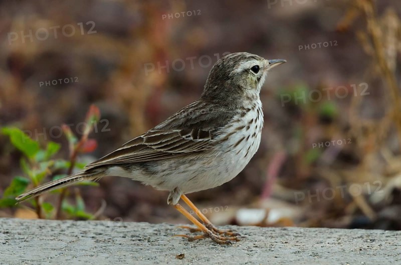 (Anthus berthelotii)