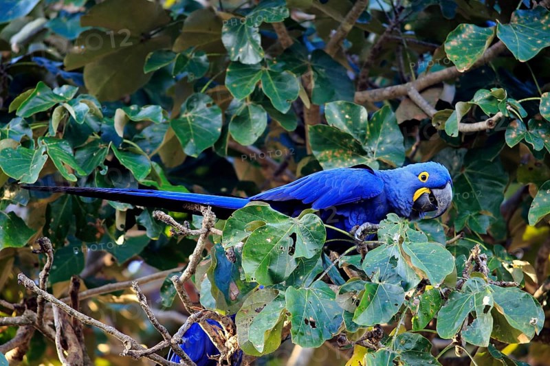 Blue