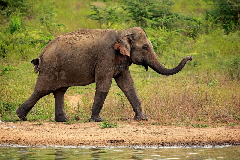 Sri lankan elephant