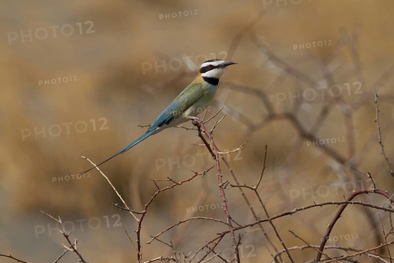 White-throated Bee Eater