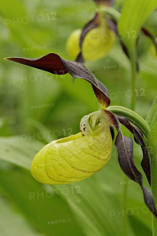 Yellow lady's slipper