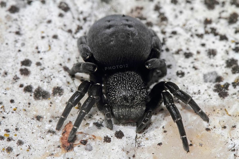 Ladybird spider