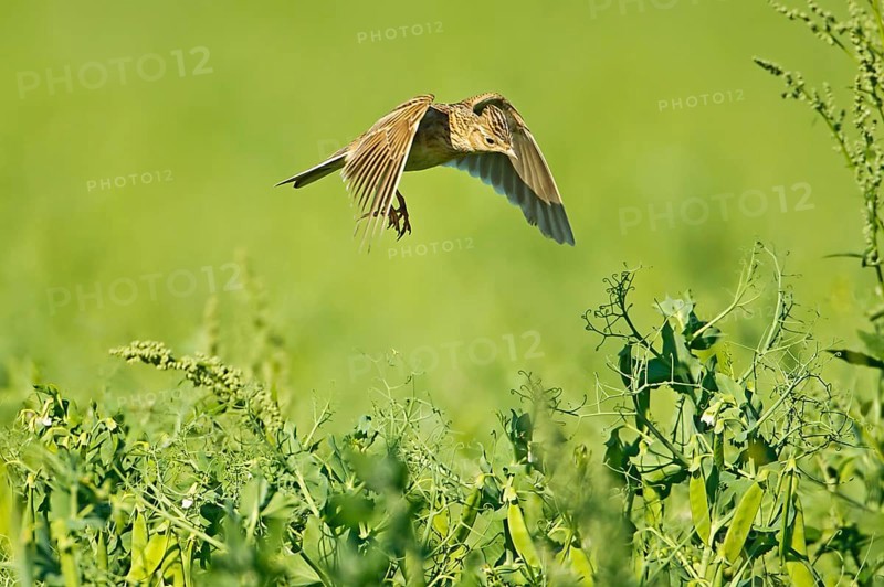 Skylark