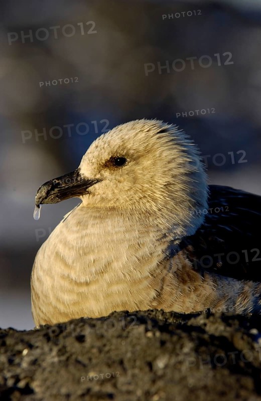Stercorarius antarctica