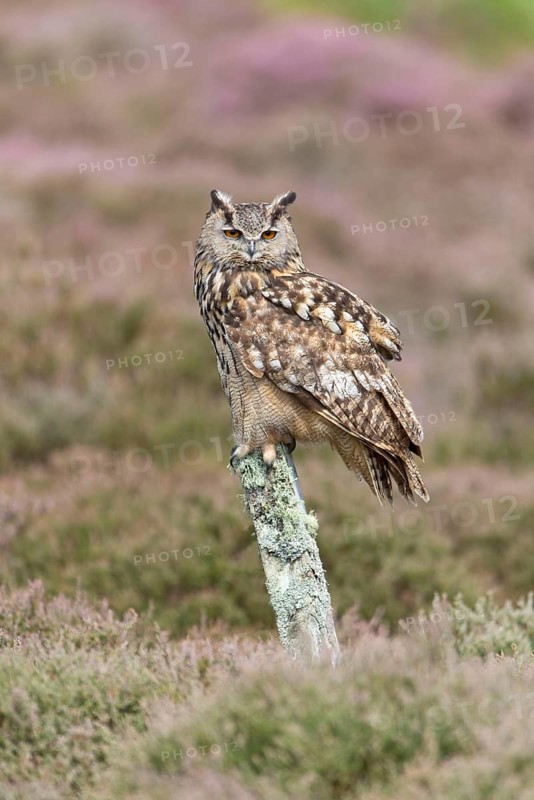 Eurasian eagle-owl
