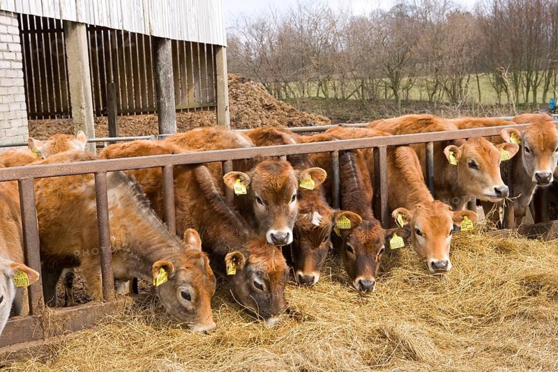 Domestic cattle