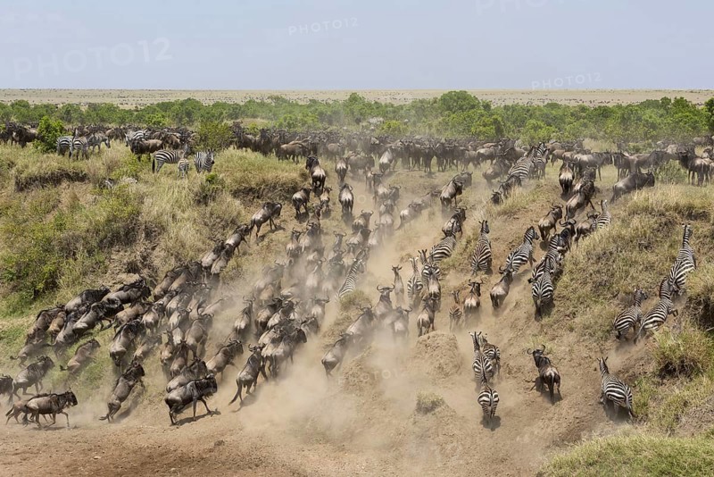 Western blue wildebeest