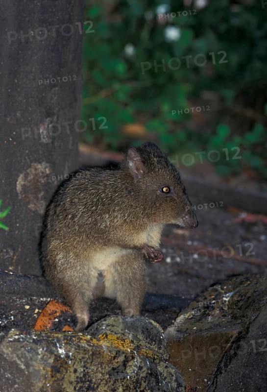 Rabbit kangaroo